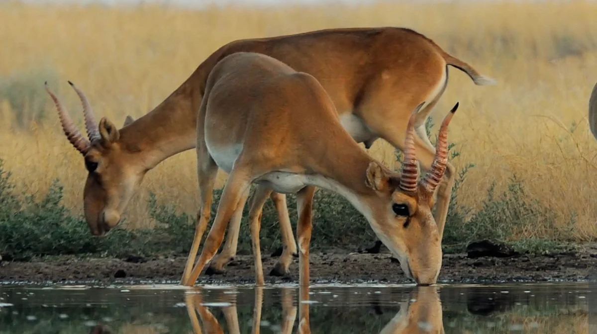 В России собираются отстреливать сайгаков из Казахстана