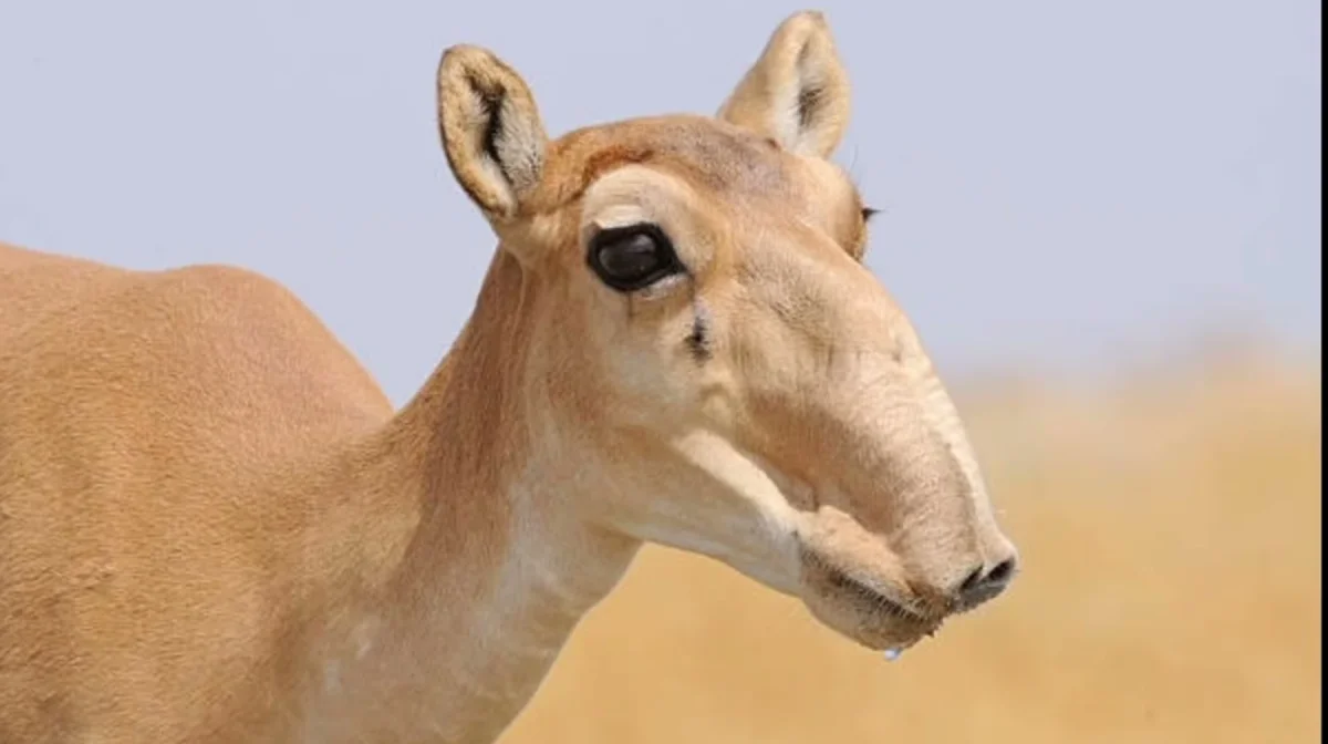 Ақбөкеннің еті 1600 теңгеден сатылатын болды