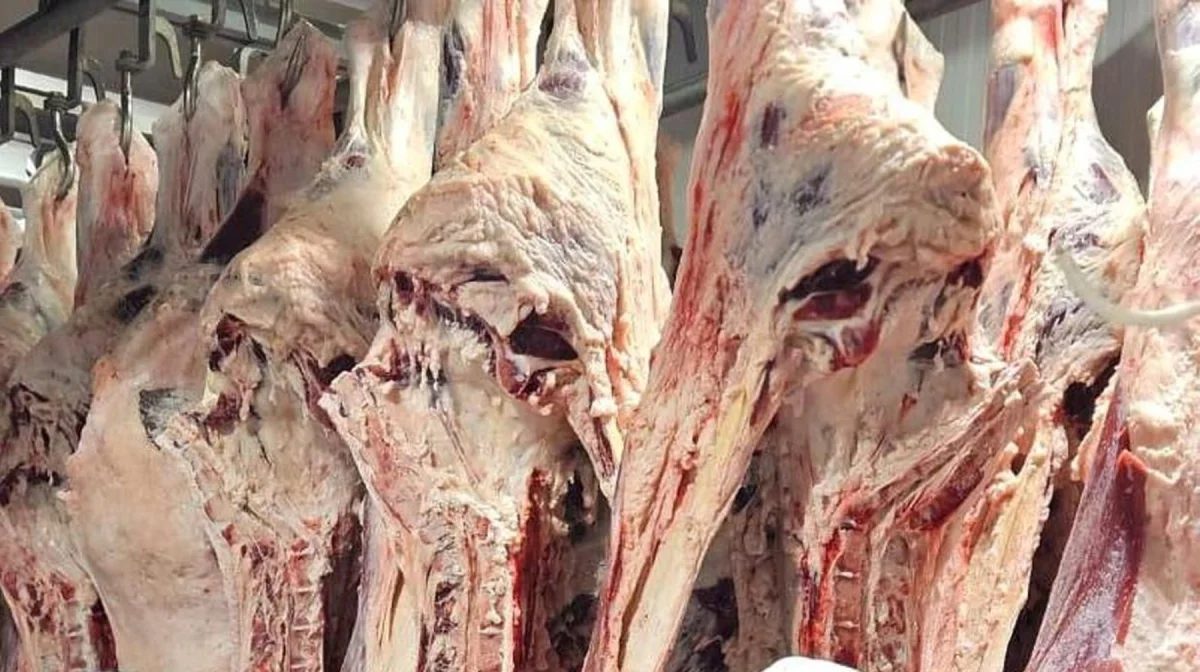 Сайгачье мясо на прилавках: ветеринары проверяют туши на сибирскую язву и радиацию