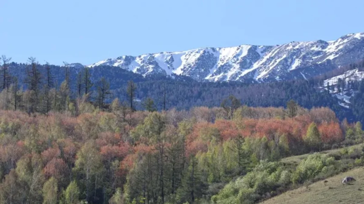 Катон-Карагайский нацпарк временно закрыли для туристов