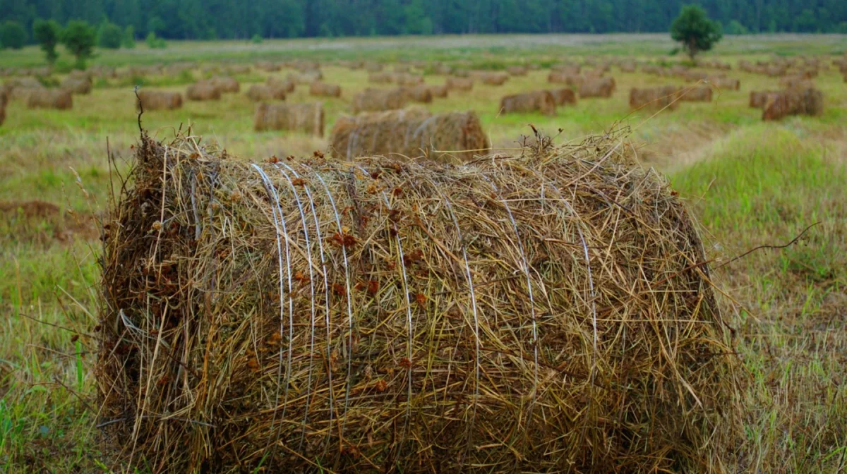 Аграрный рентген: в Казахстане стартовала масштабная сельхозперепись