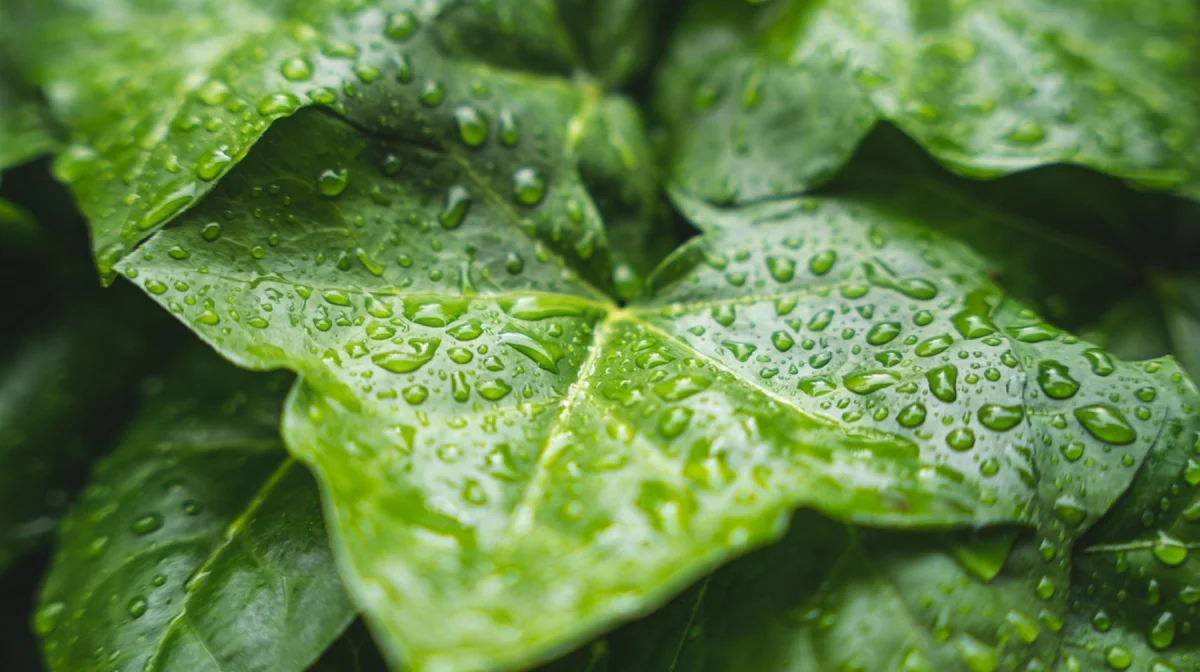 Дожди и грозы ожидаются в ряде регионов Казахстана