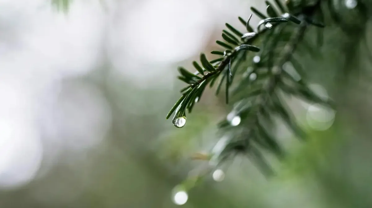 Бұршақ жауады: Қазгидромет ауа райына байланысты ескерту жасады