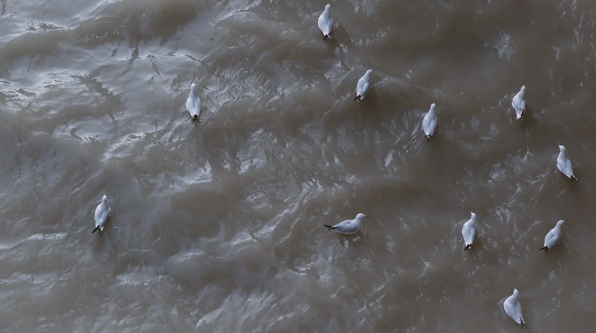 Спутник снова обнаружил загрязнение Каспия: страны бездействуют