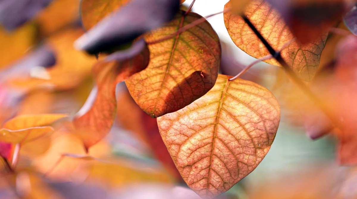 Снег в горах и жара на западе: прогноз погоды на 23 сентября