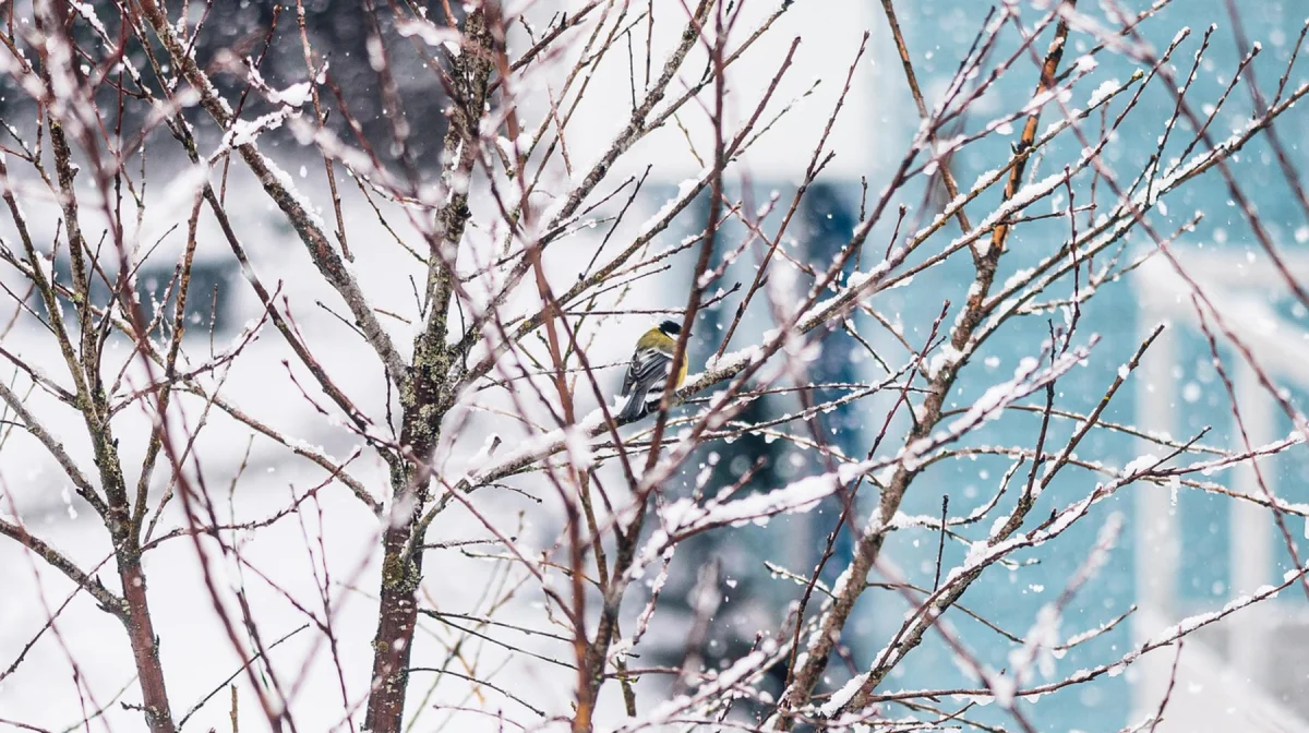 Казгидромет предупредил о дождях и мокром снеге 2 октября