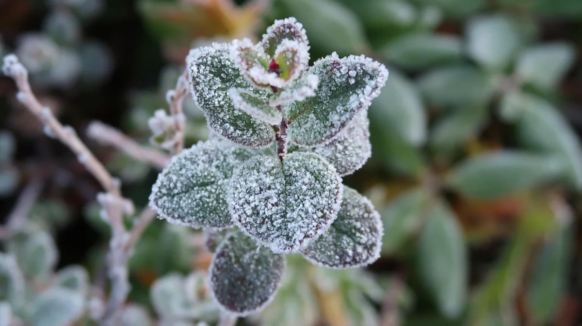 Штормовое предупреждение из-за заморозков и осадков объявили в 10 областях Казахстана