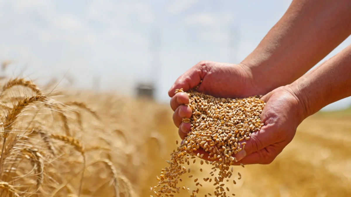Сколько получат казахстанские аграрии за зерно нового урожая?
