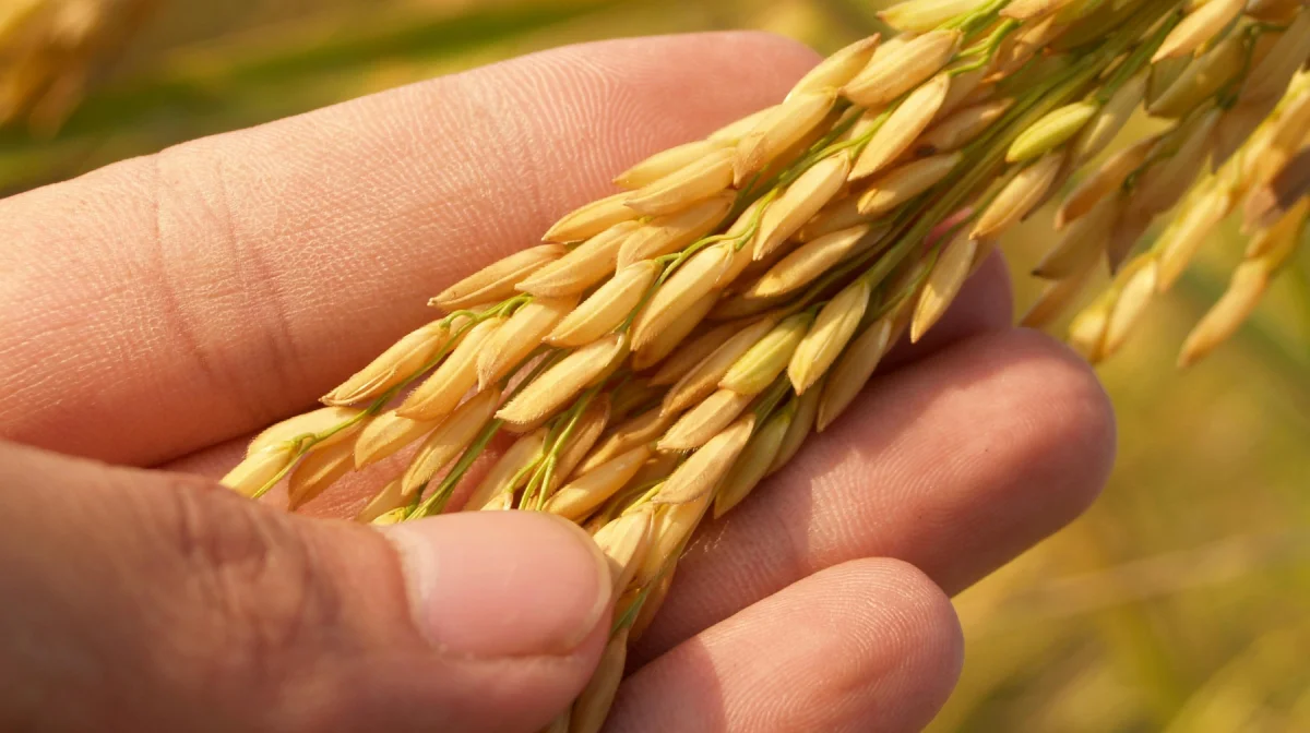 Что происходит? Порт Актау захлебнулся в зерне