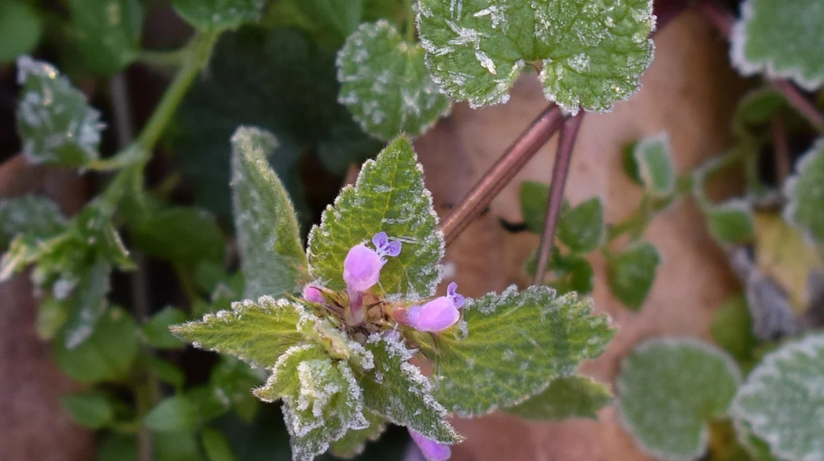 В южных регионах Казахстана ожидаются заморозки 10 октября