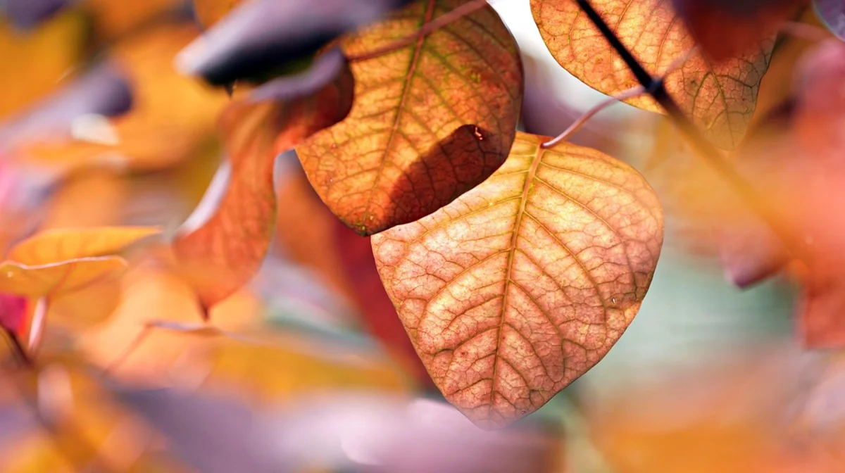 В Казахстане 15 октября ожидается переменная облачность и понижение температуры на севере страны