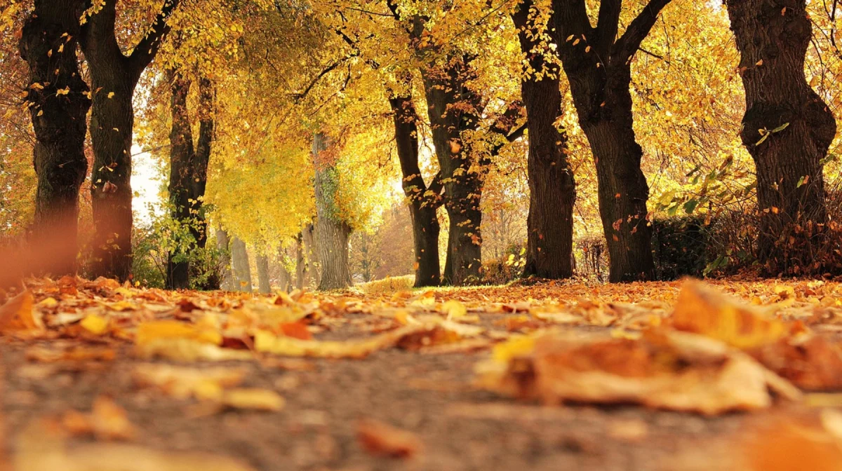 Погода в Казахстане 22 октября: на юге до +25, на западе возможны дожди