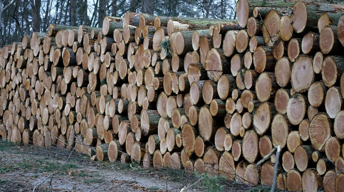 80 миллионов под откос: как в «Семей орманы» сгнил заготовленный лес