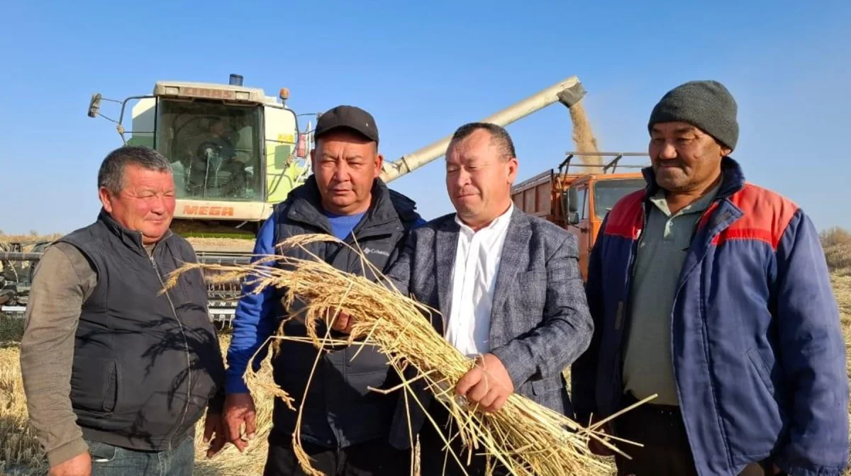 Аграрии Алматинской области собирают богатый урожай риса