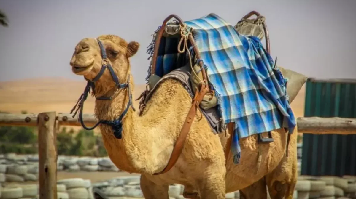 Құлсарыда баланы көшеде жүрген түйе таптап кетті