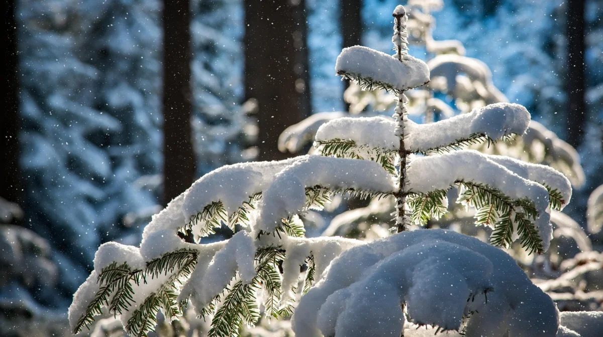 Снег и похолодание: прогноз погоды на 5 ноября по Казахстану