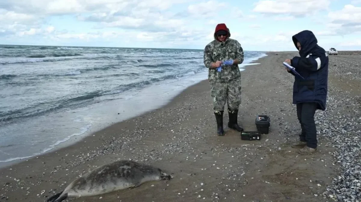 Каспий жағалауынан 100-ден аса итбалықтың өлексесі табылды