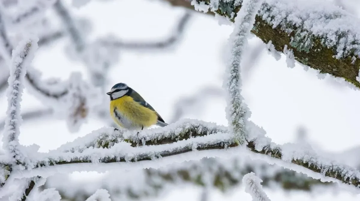 20 градус аяз: Елімізде алдағы күндері ауа райы қандай болады