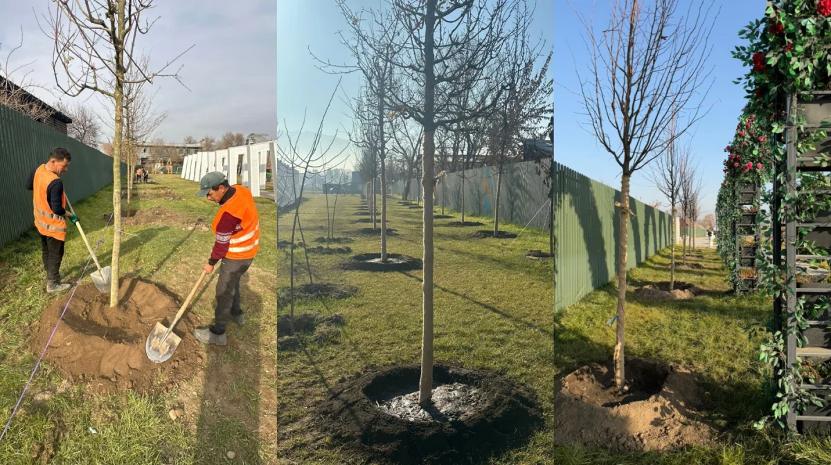 Алматыда биыл бір ауданның өзінде 1300 көшет отырғызылды
