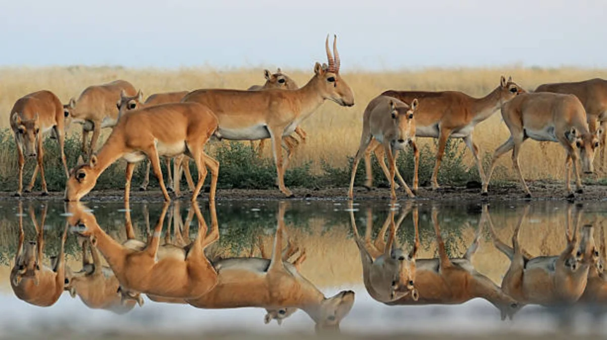 Қазақстанда киік саны келесі жылы 5 миллионға жетеді