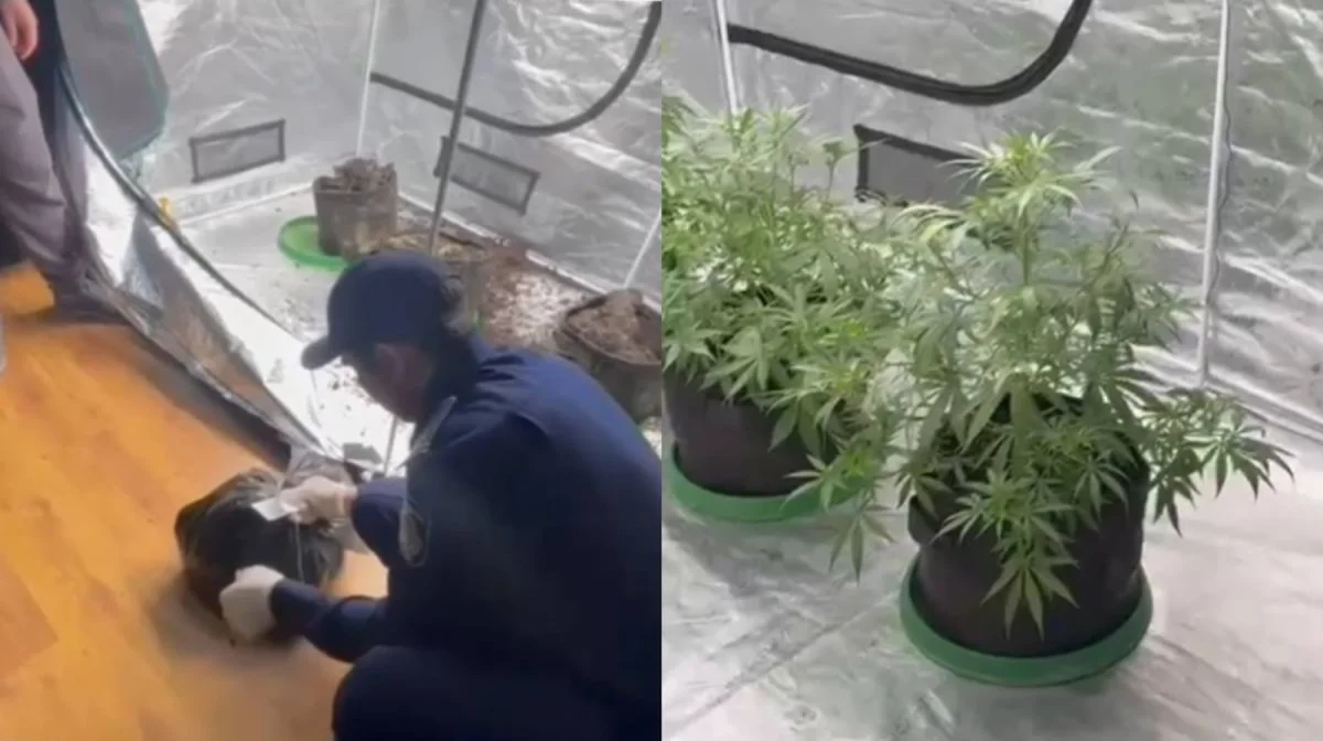 Алматыда құрамында есірткі заттары бар өсімдіктер өсірілген пәтер анықталды