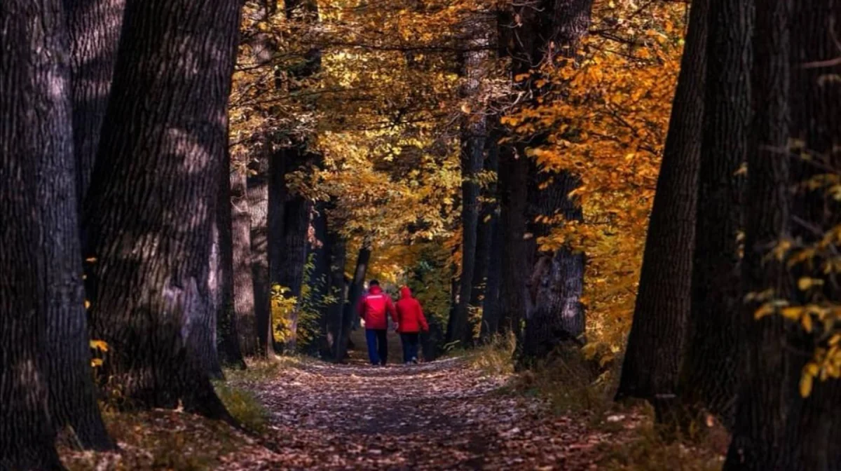 Алматыдағы Баум тоғайын қайта жаңғырту барысында мыңға жуық ағаш егіледі