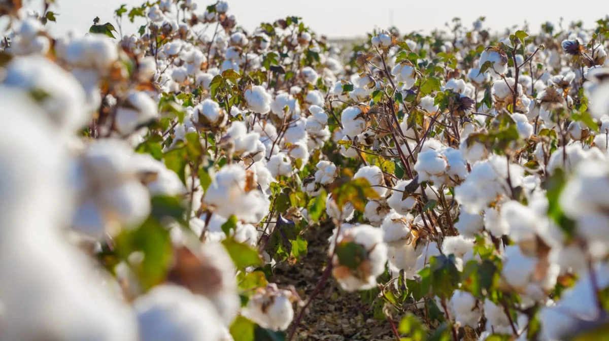 Түркістан облысында ауыл шаруашылығында 1,1 трлн теңгенің өнімі өндіріліп, өңір республикада көш бастады