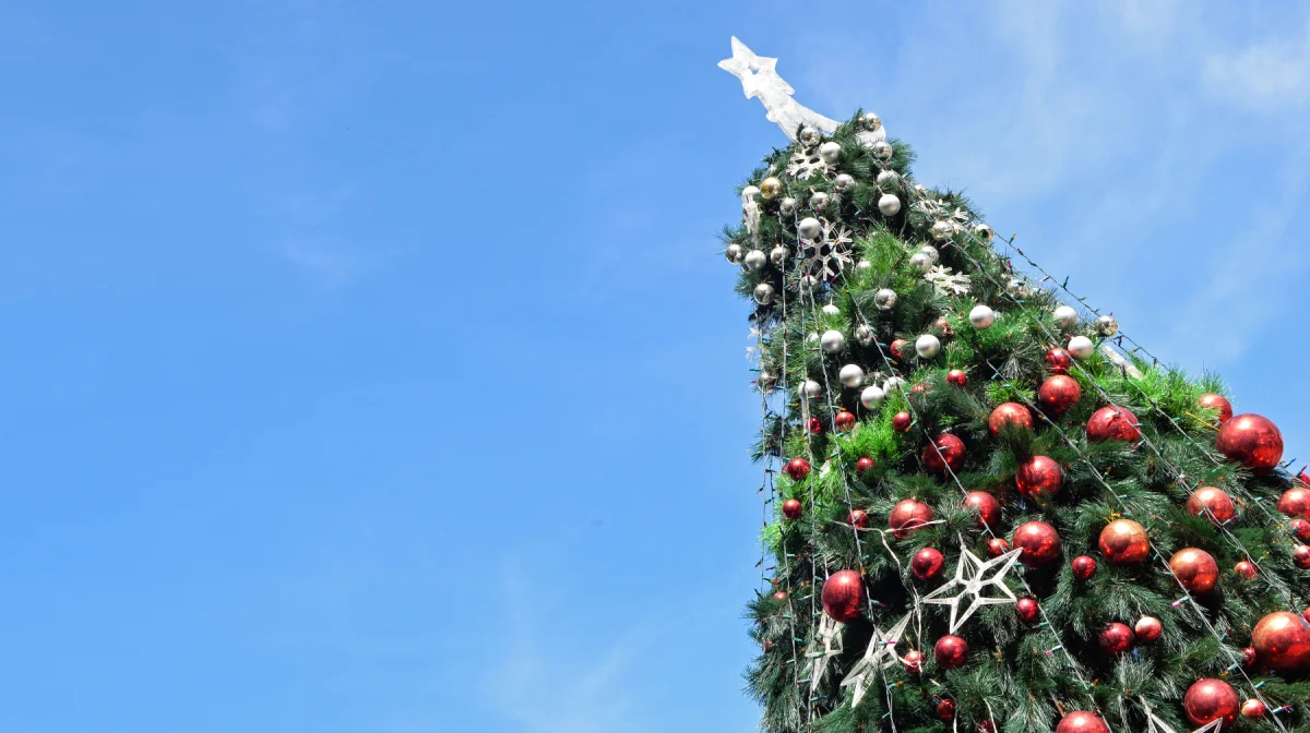 Новогодняя сказка за 99 млн: в Шымкенте установят настоящую ёлку