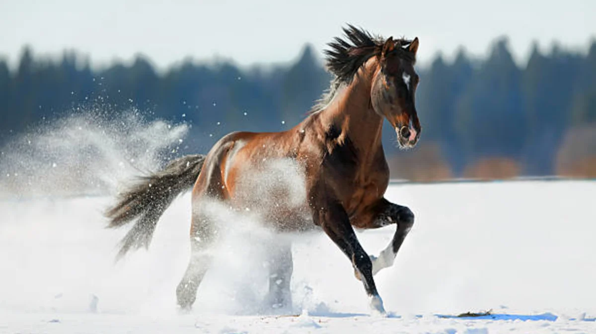 2026 жыл несімен ерекшеленбек? Жылқы жылы туралы түсінік