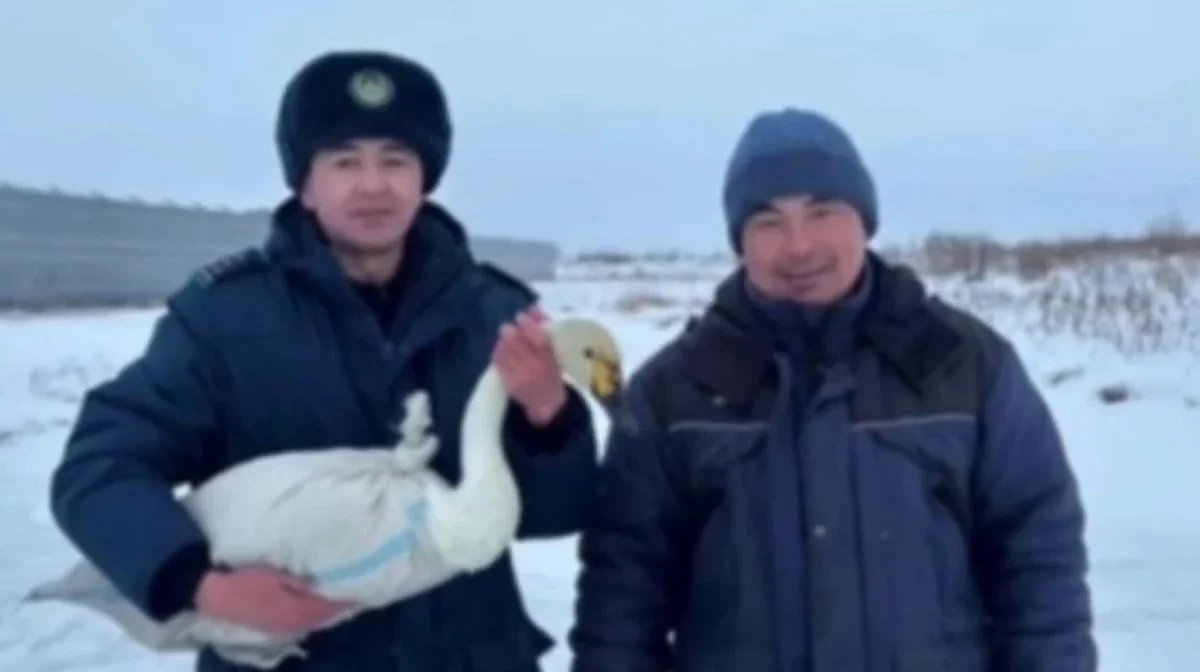 ШҚО-да ауыл тұрғыны мен полицейлер жаралы аққуды құтқарды