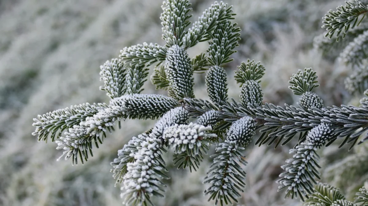 Ослабление морозов ожидается на севере и востоке Казахстана 29 декабря