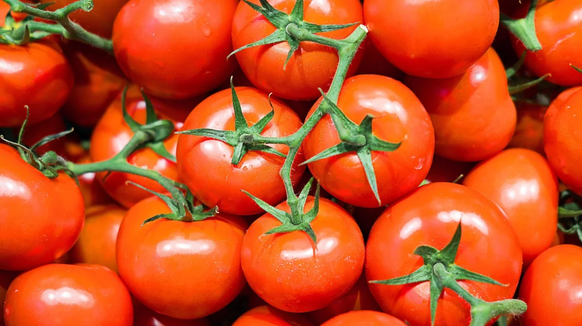 Особо опасный вирус томатов пытались завезти в Казахстан