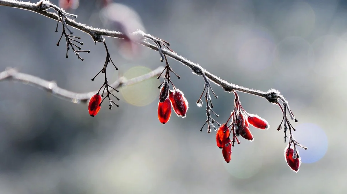 Тепло до +17 градусов: южный циклон накроет Казахстан