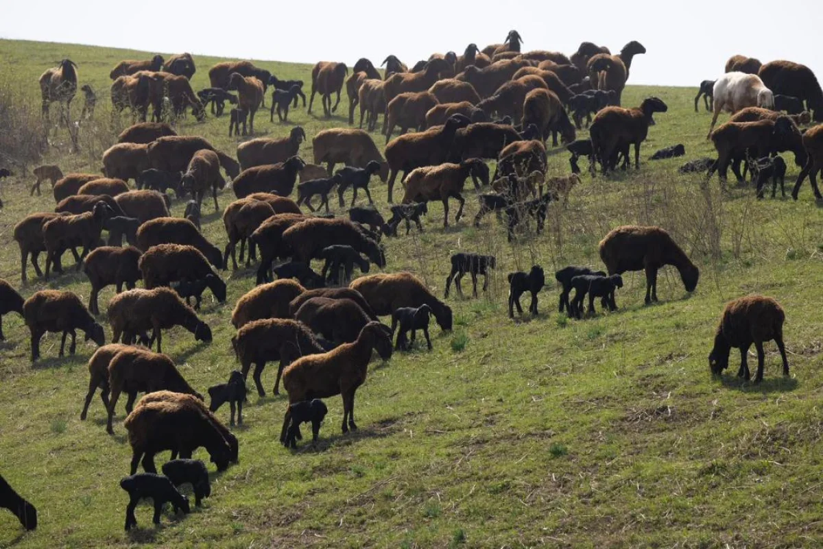 Алматы облысы әкімінің баспасөз қызметі