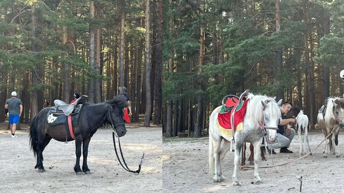 orda kz