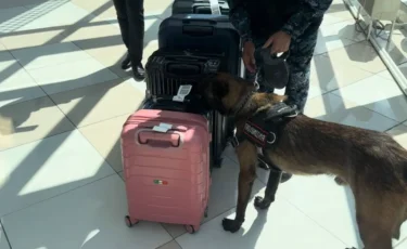 «Чистое небо»: масштабную операцию по борьбе с наркопреступностью провели в аэропорту Талдыкоргана