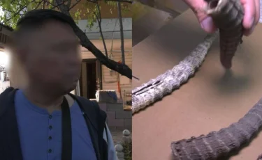 50 коробок с сайгачьими рогами обнаружили у гражданина Китая (ВИДЕО)