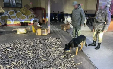 Мыңға жуық киік мүйізі шетел асырылмақ болды