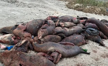 Мертвых тюлений обнаружили на берегу Каспийского моря