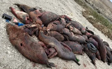 Каспий жағалауында итбалық қырылды