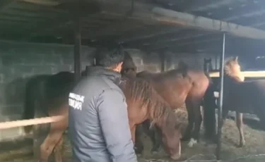 Қарағандылық полицейлер ұрланған жылқыларды кездейсоқ анықтады