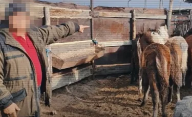 Группу скотокрадов задержали в области Абай