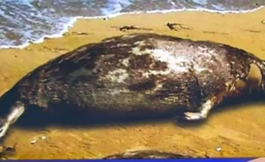 АШМ итбалықтардың жаппай қырылуына өз болжамын айтты