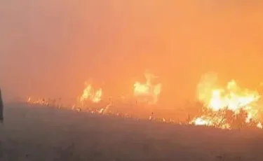 Шығыс Қазақстанда биыл 13 рет орман өртенді