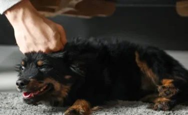 Қостанай облысының тұрғыны итке пышақ сұғып, азаптаған