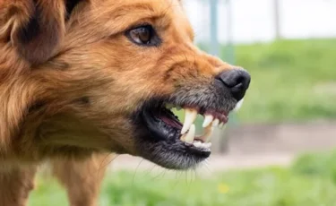 Биыл он айда 44 мың адамды ит қапты