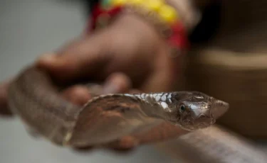 На утренник в детский сад принесли кобру (ВИДЕО)