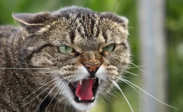 «Атырауда қарт әжейді мысық жеп қойды»: Полиция мәлімдеме жасады