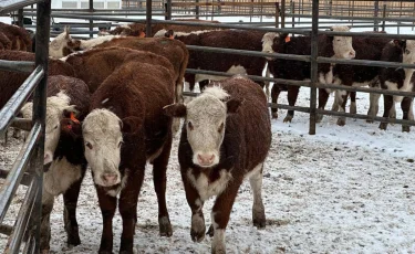 Министрлік малшыларға ескерту жасады