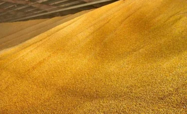 Қазақстан Ресей арқылы Еуропаға бидай мен ет жеткізуді ұлғайтады